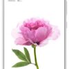 Xiaomi Mi Max